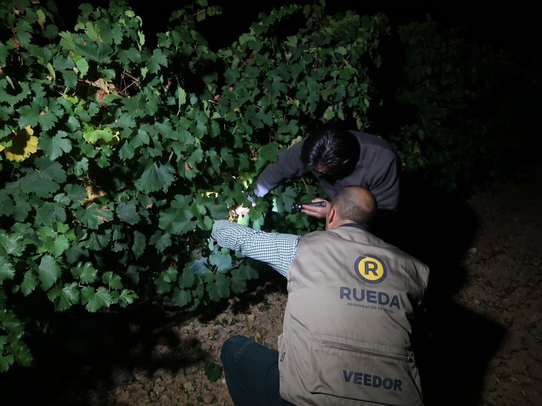 Uno de los veedores del Consejo Regulador vigila el estado de la uva en el viñedo Uno de los veedores del Consejo Regulador vigila el estado de la uva en el viñedo