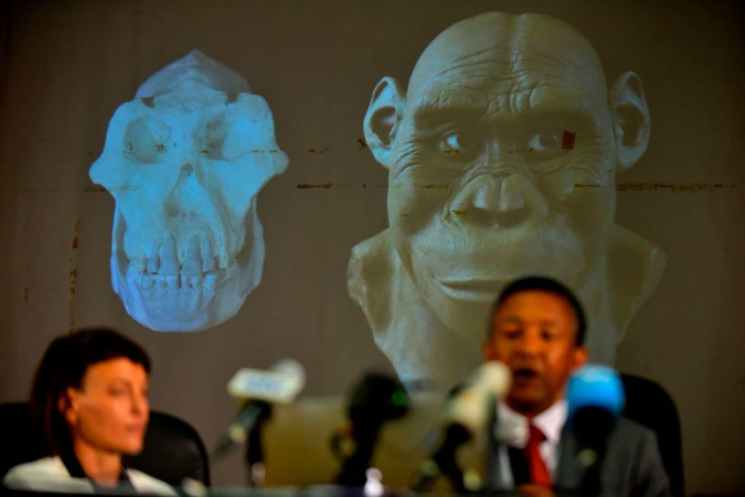 Los investigadores Yohannes Haile-Selassie y Stephanie Melillo. Los investigadores Yohannes Haile-Selassie y Stephanie Melillo.