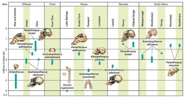 Descubren en Etiopía un cráneo de 'Australopithecus anamensis' de 3,8 millones de años Descubren en Etiopía un cráneo de 'Australopithecus anamensis' de 3,8 millones de años