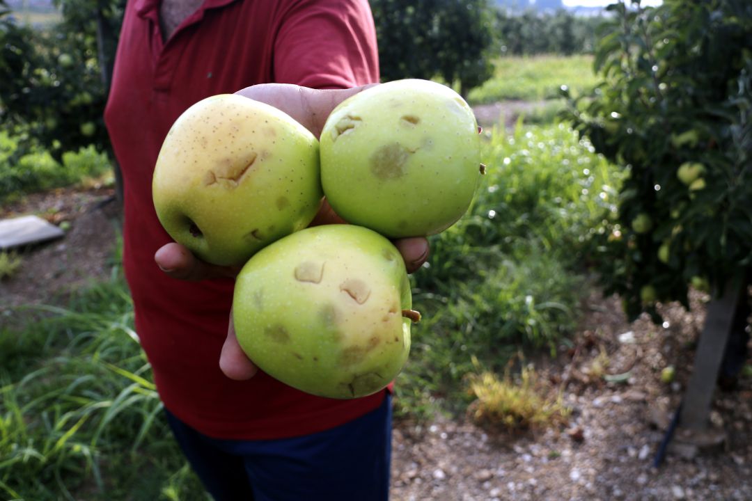 Fruita del Pla d'Urgell afectada per la tempesta de pedra de dimarts passat. Fruita del Pla d'Urgell afectada per la tempesta de pedra de dimarts passat.