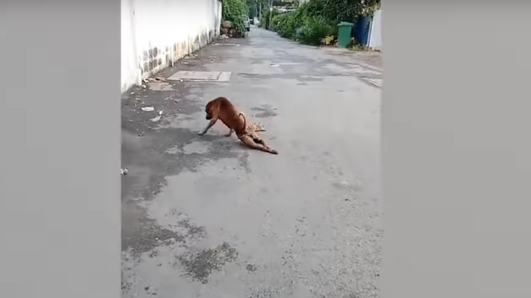 Una perra finge que tiene la pata rota para que sus vecinos le den de comer
