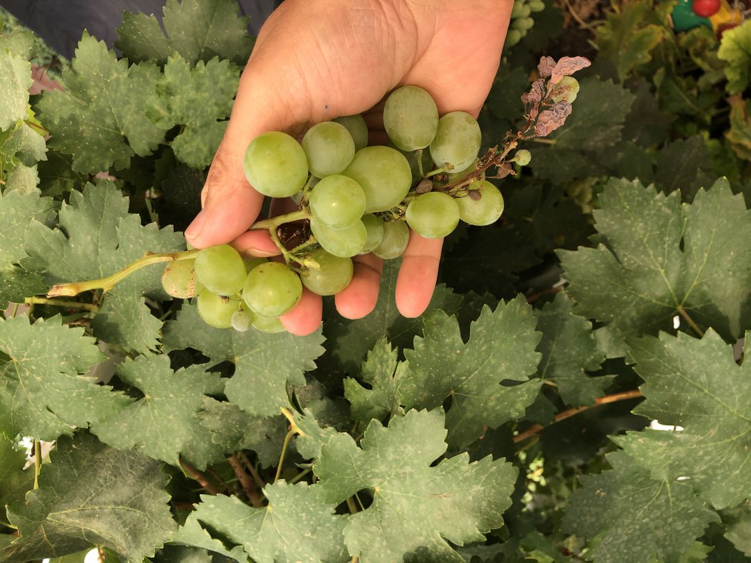 Los vendimiadores de Tomelloso cortan y lanzan la uva directamente desde la cepa a la cooperativa Los vendimiadores de Tomelloso cortan y lanzan la uva directamente desde la cepa a la cooperativa