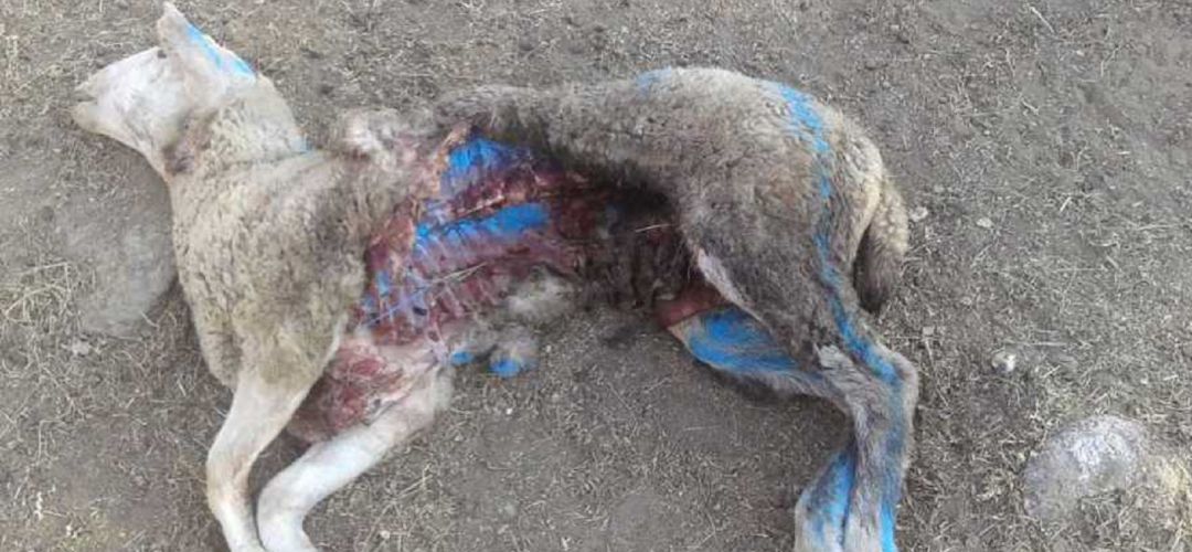 En 2018 se denunciaron hasta 398 ataques de lobo En 2018 se denunciaron hasta 398 ataques de lobo