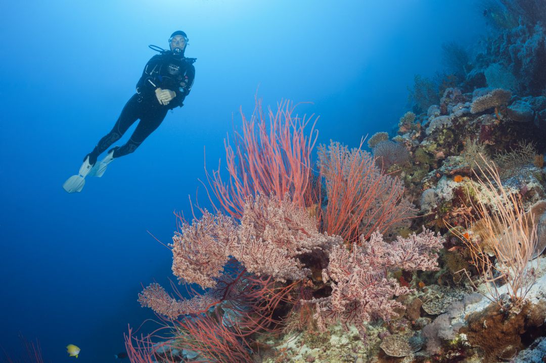 Un submarinista nada por una de las zonas de la Gran Barrera de Coral de Australia Un submarinista nada por una de las zonas de la Gran Barrera de Coral de Australia