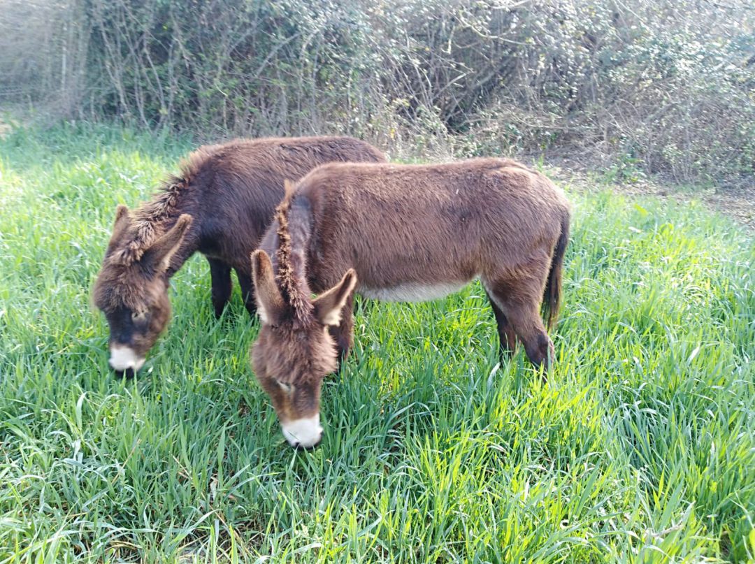Un equipo de burros se encarga de desbrozar, con un 100% de efectividad Un equipo de burros se encarga de desbrozar, con un 100% de efectividad