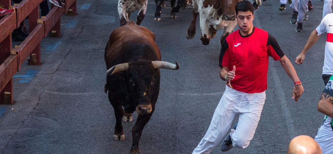 Cuatro encierros este año en Ciempozuelos Cuatro encierros este año en Ciempozuelos