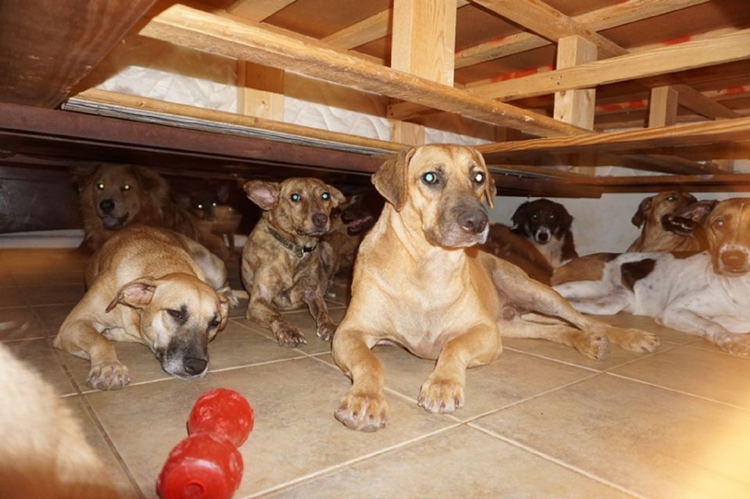 Varios perros debajo de la cama Varios perros debajo de la cama