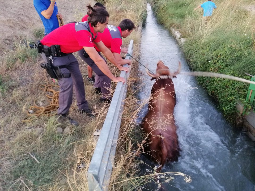 Un novillo, de "paseo" por las calles de Caparroso Un novillo, de "paseo" por las calles de Caparroso