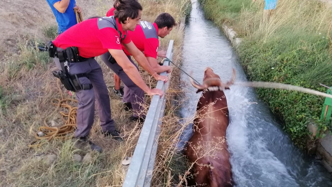 Un novillo, de "paseo" por las calles de Caparroso