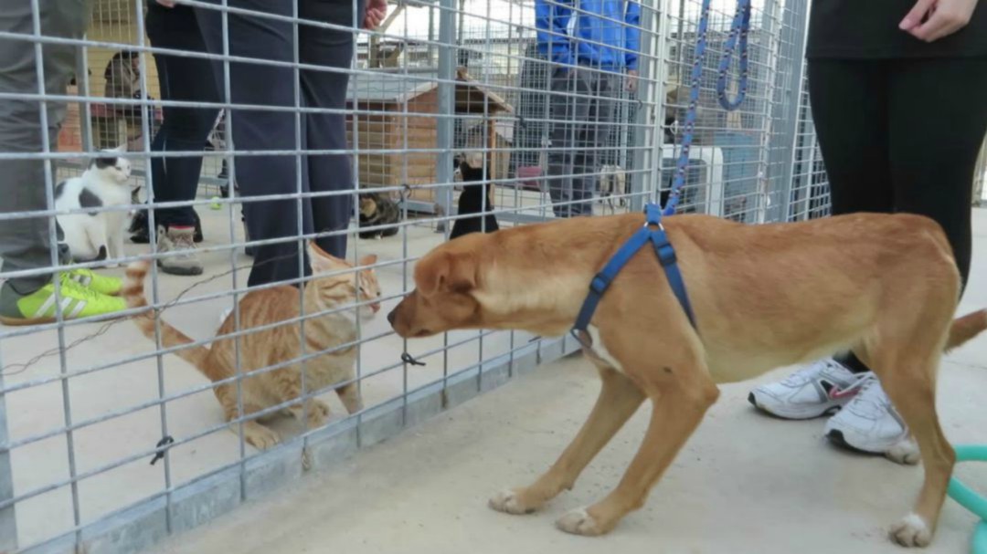 Siete animales fueron abandonados cada día en Málaga durante el pasado mes de agosto