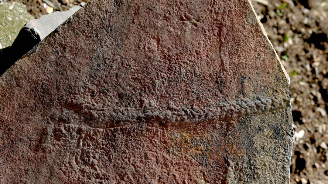 Descubren el primer rastro de un animal en la Tierra