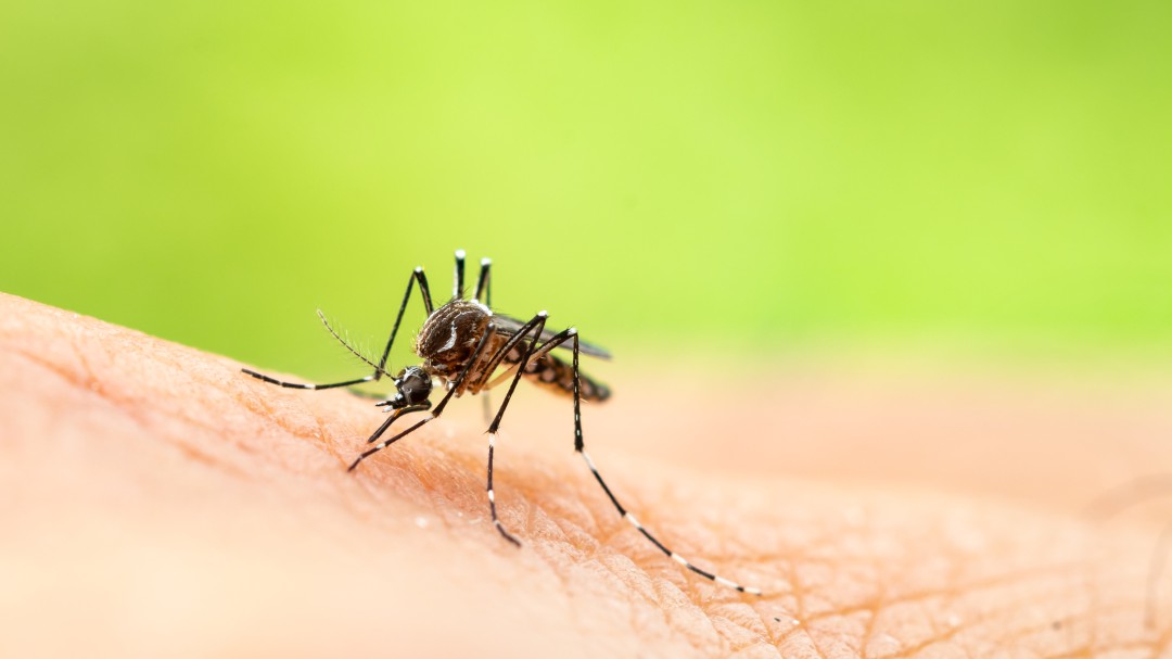 Alicante, una de las provincias con mayor riesgo de contraer el dengue