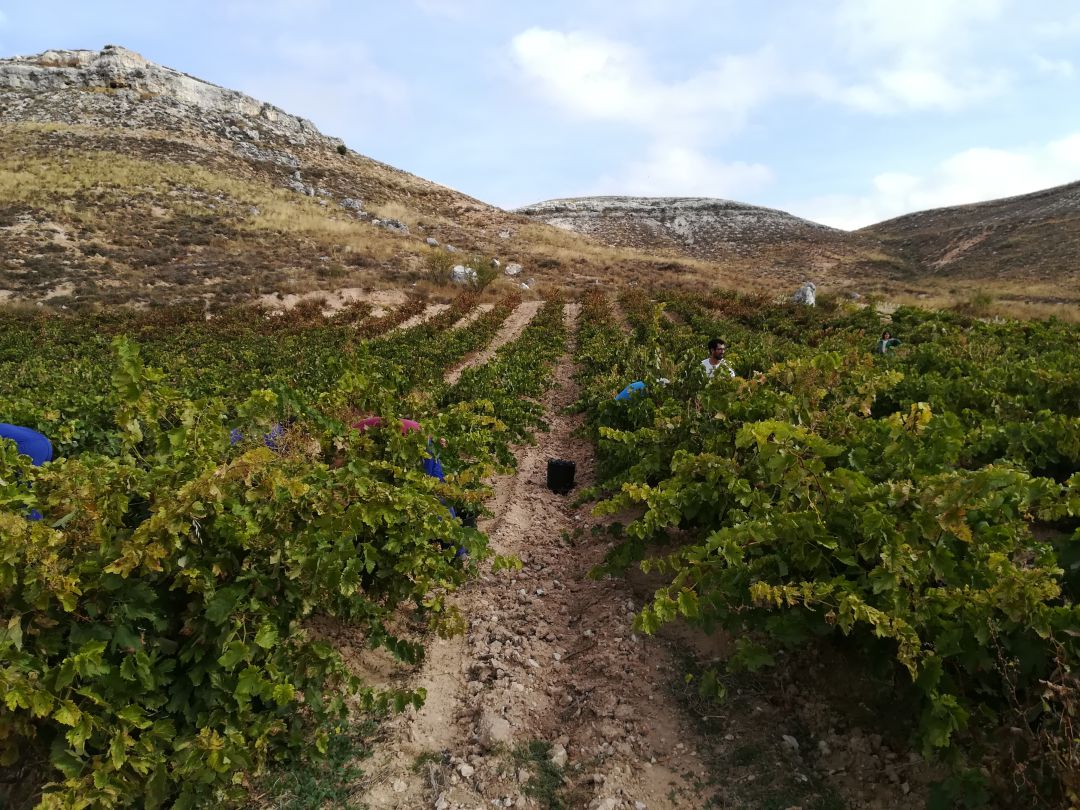 Una cosecha que apunta a excelente Una cosecha que apunta a excelente