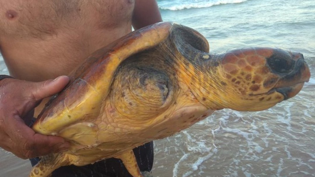 Encuentran una tortuga varada en la playa de Gandia