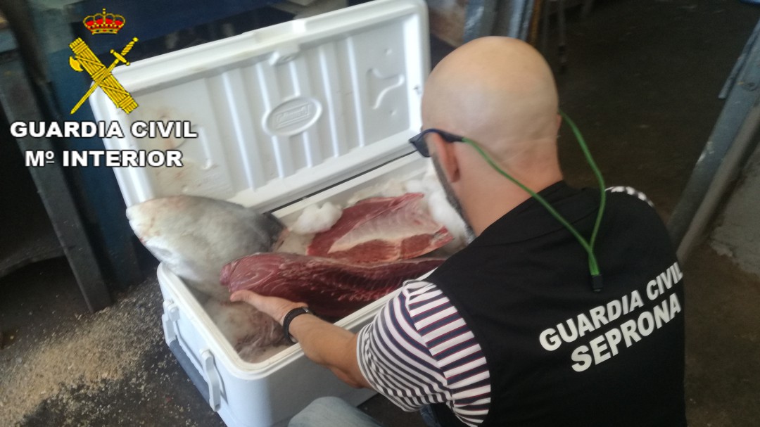 La Guardia Civil se incauta de 60 kilos de atún en El Perelló