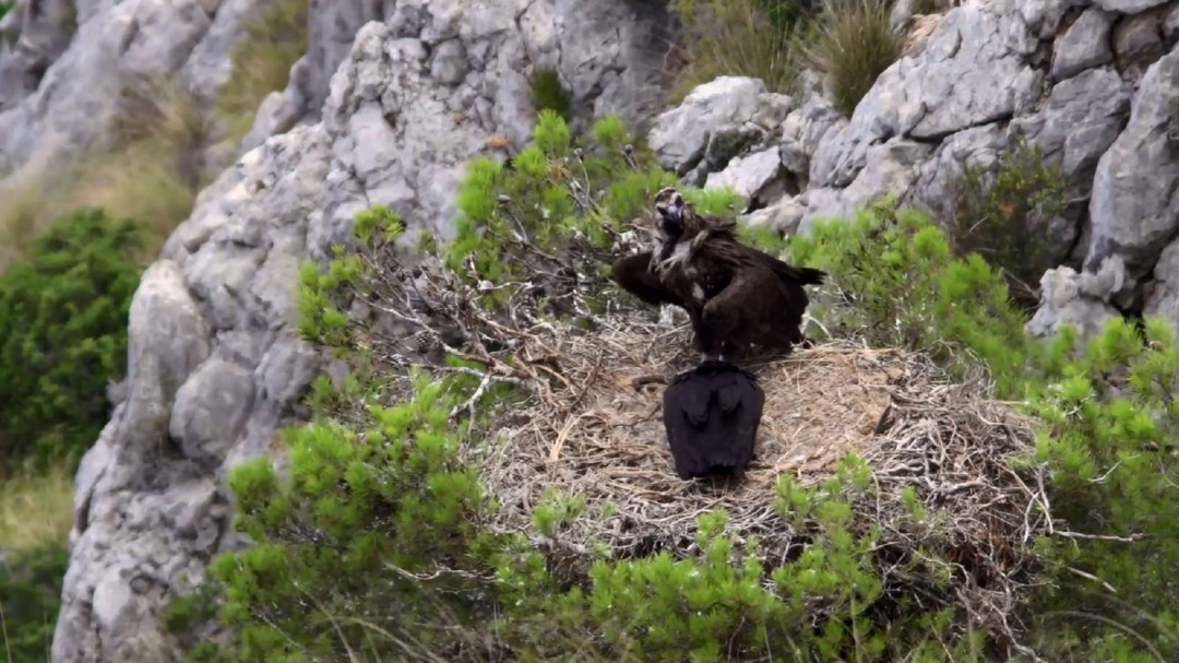 Aumenta la población de grandes aves rapaces en Ibiza