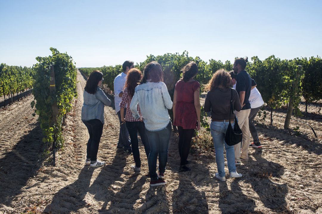 La Ruta del Vino de Rueda organiza visitas a los viñedos La Ruta del Vino de Rueda organiza visitas a los viñedos