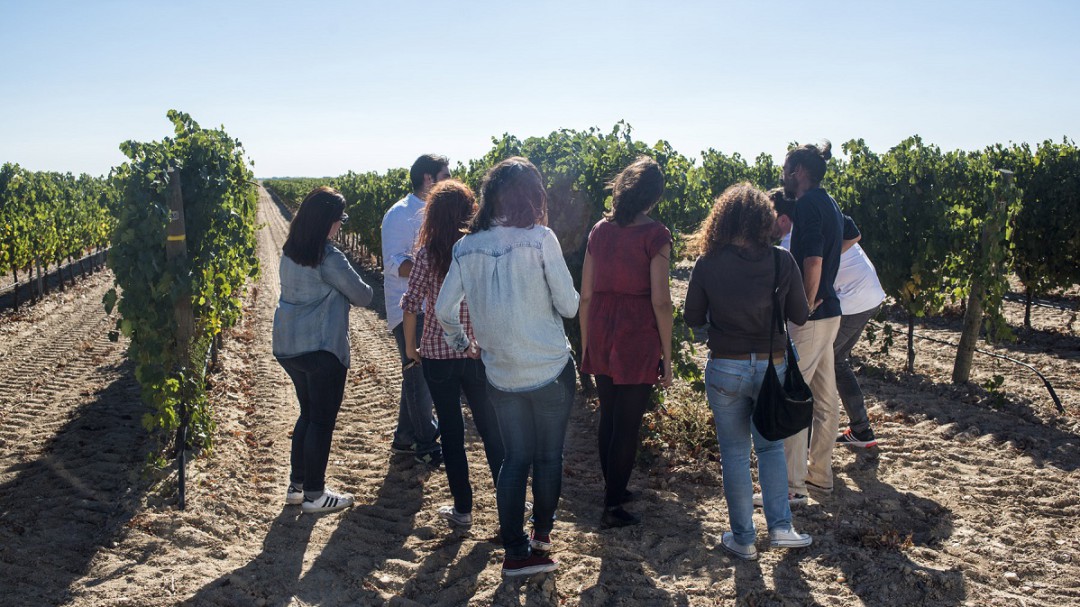 La Ruta del Vino acelera su actividad