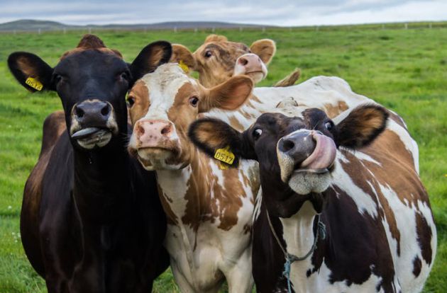 Qué dice (y qué no) el informe de la ONU sobre la carne Qué dice (y qué no) el informe de la ONU sobre la carne