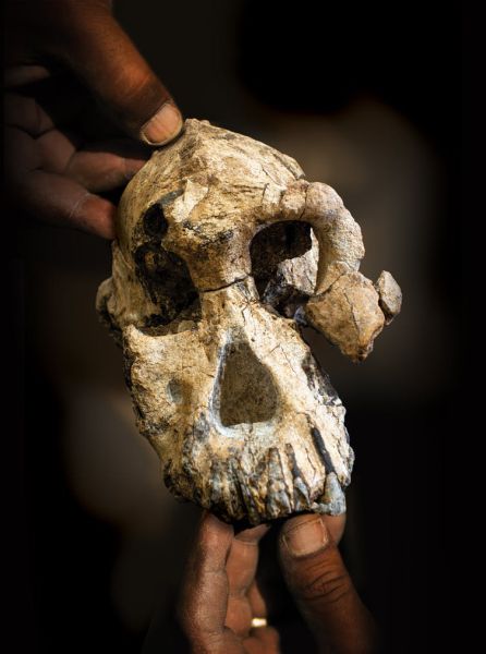 El cráneo que está cambiando lo que creíamos saber sobre la evolución El cráneo que está cambiando lo que creíamos saber sobre la evolución