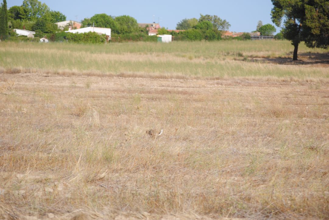 Instantánea de una liebre corriendo por el campo Instantánea de una liebre corriendo por el campo