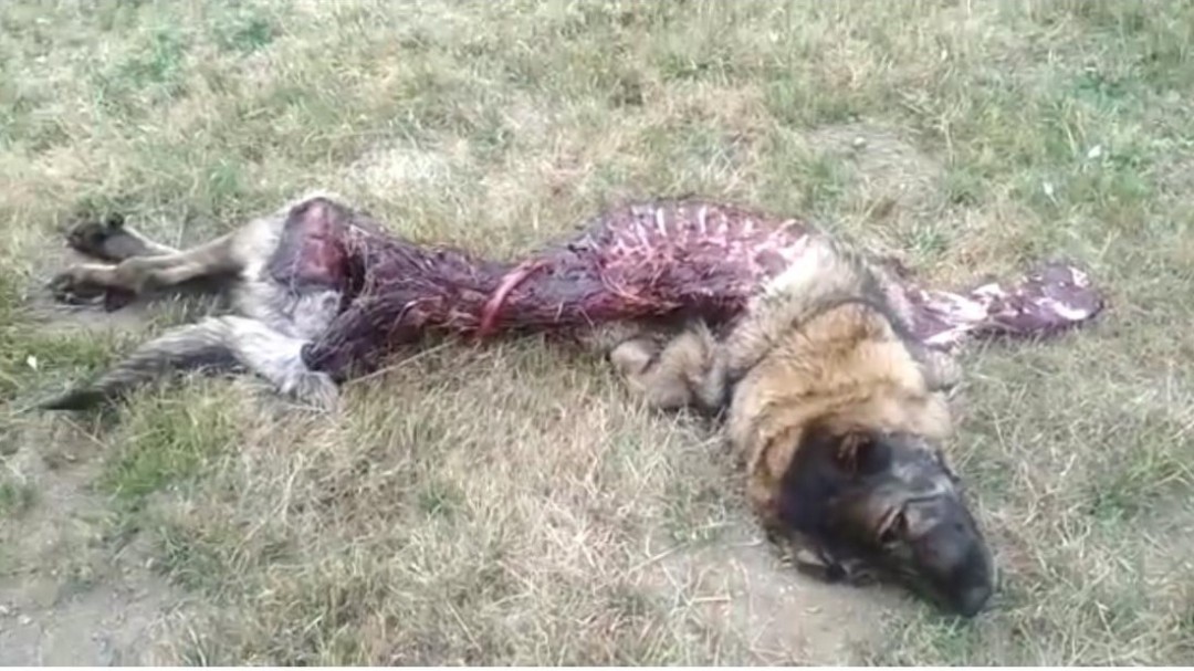 Denuncian el incremento de ataques del lobo en el municipio de Villablino