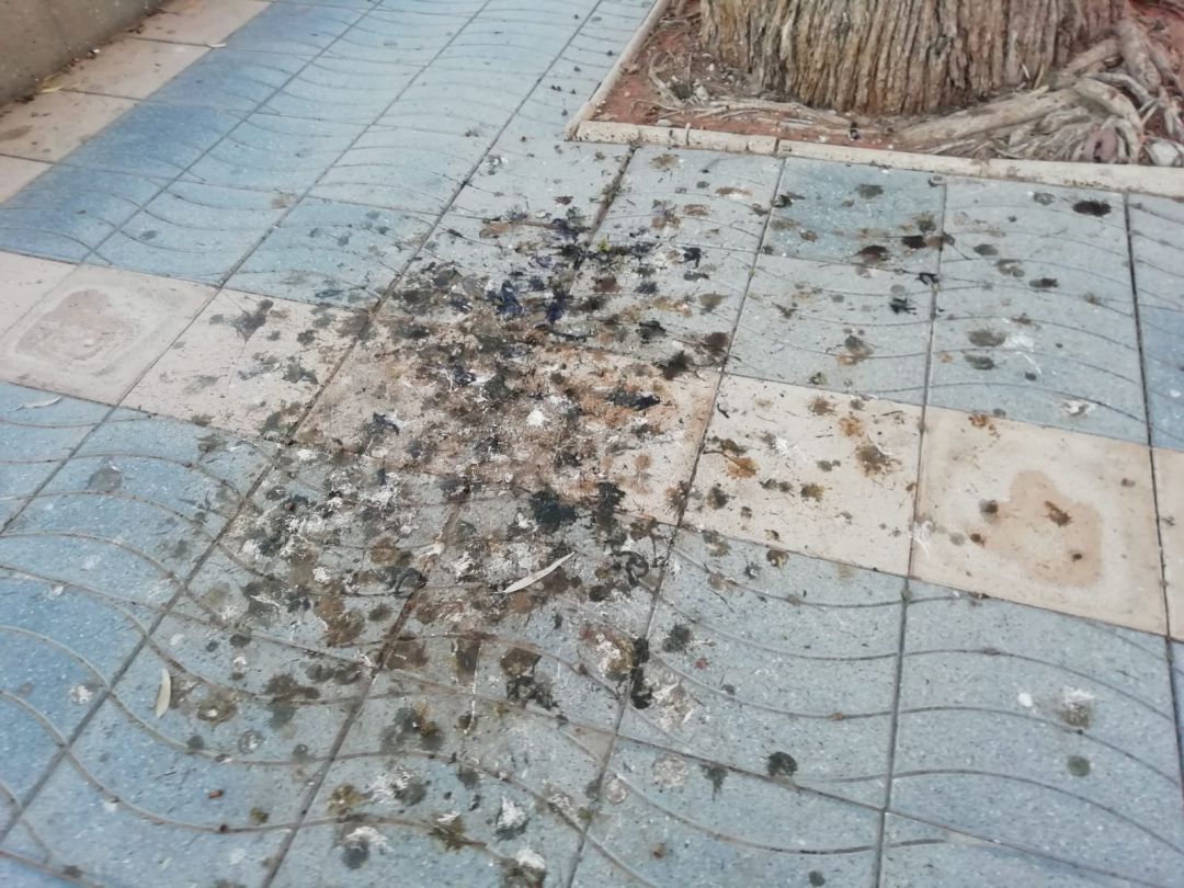 Excrementos de aves en el paseo marítimo de la Playa Heliópolis de Benicàssim. Excrementos de aves en el paseo marítimo de la Playa Heliópolis de Benicàssim.