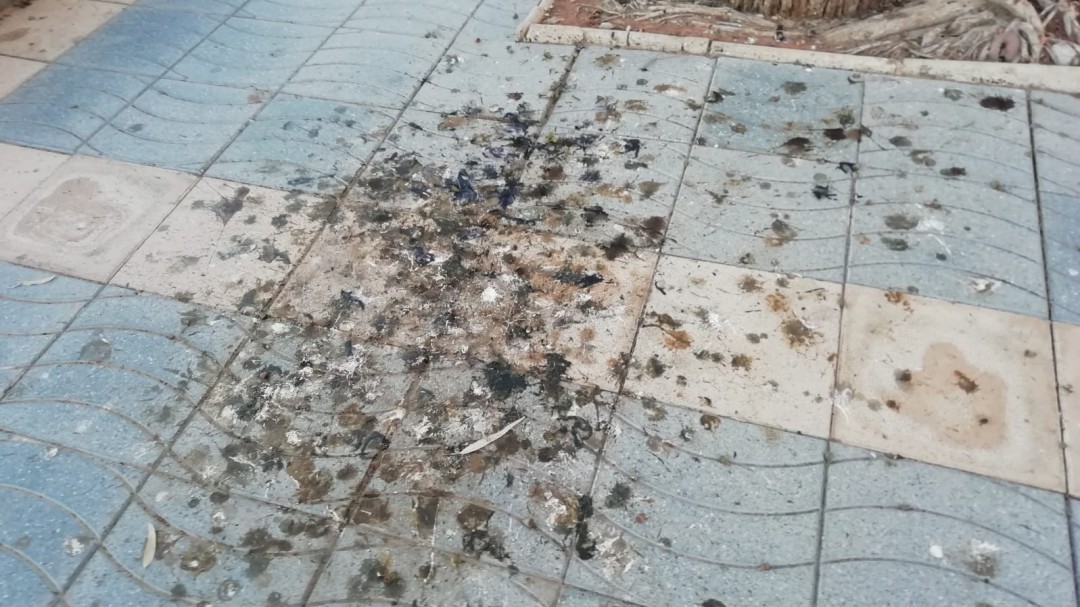 Denuncian suciedad en el paseo de la playa Heliópolis de Benicàssim