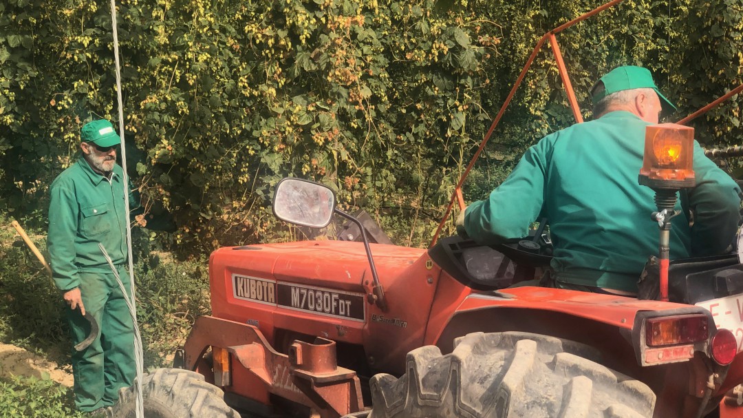 El lúpulo afronta la cosecha con una merma en la producción por culpa del oidio