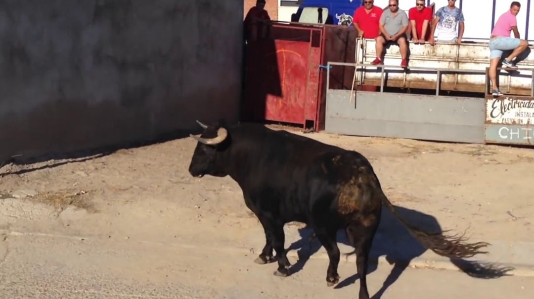 Un astado durante un encierro en El Carpio Un astado durante un encierro en El Carpio