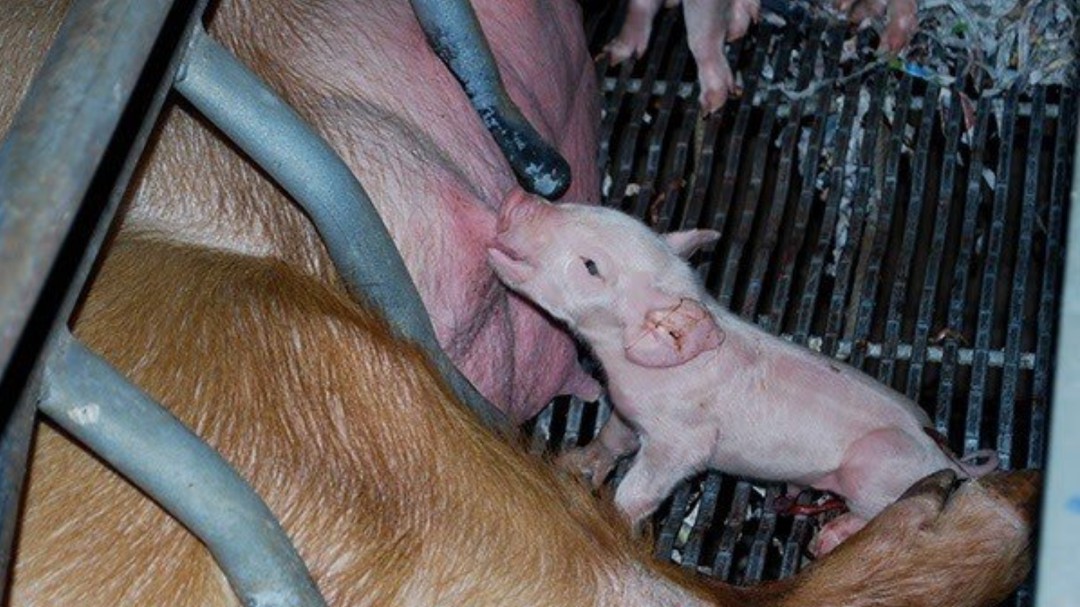 Las 'macrogranjas' destruyen la biodiversidad y el tejido social