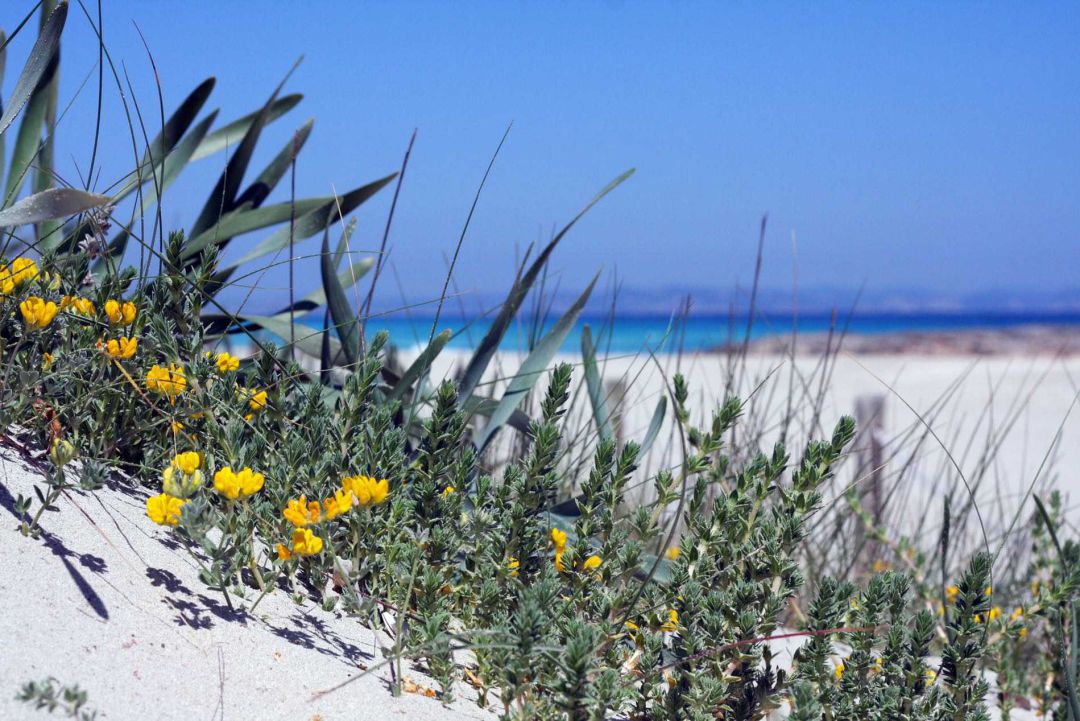 Se ofrecen alicientes para atraer turistas en el mes de octubre a Formentera Se ofrecen alicientes para atraer turistas en el mes de octubre a Formentera