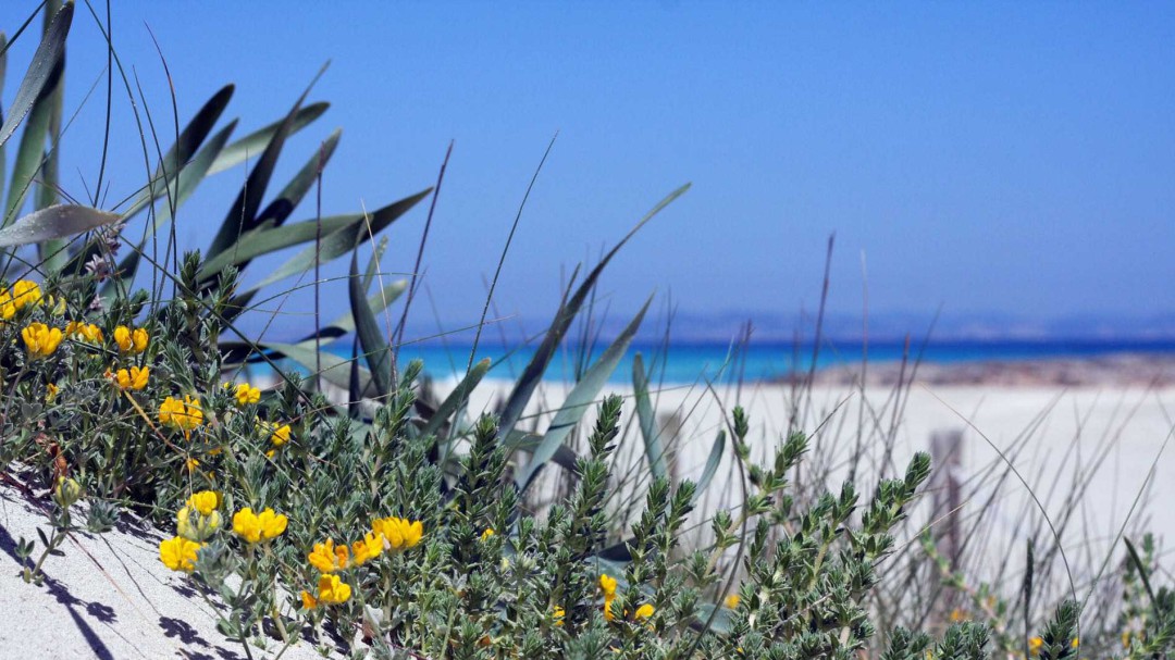 Formentera busca atraer turistas en octubre