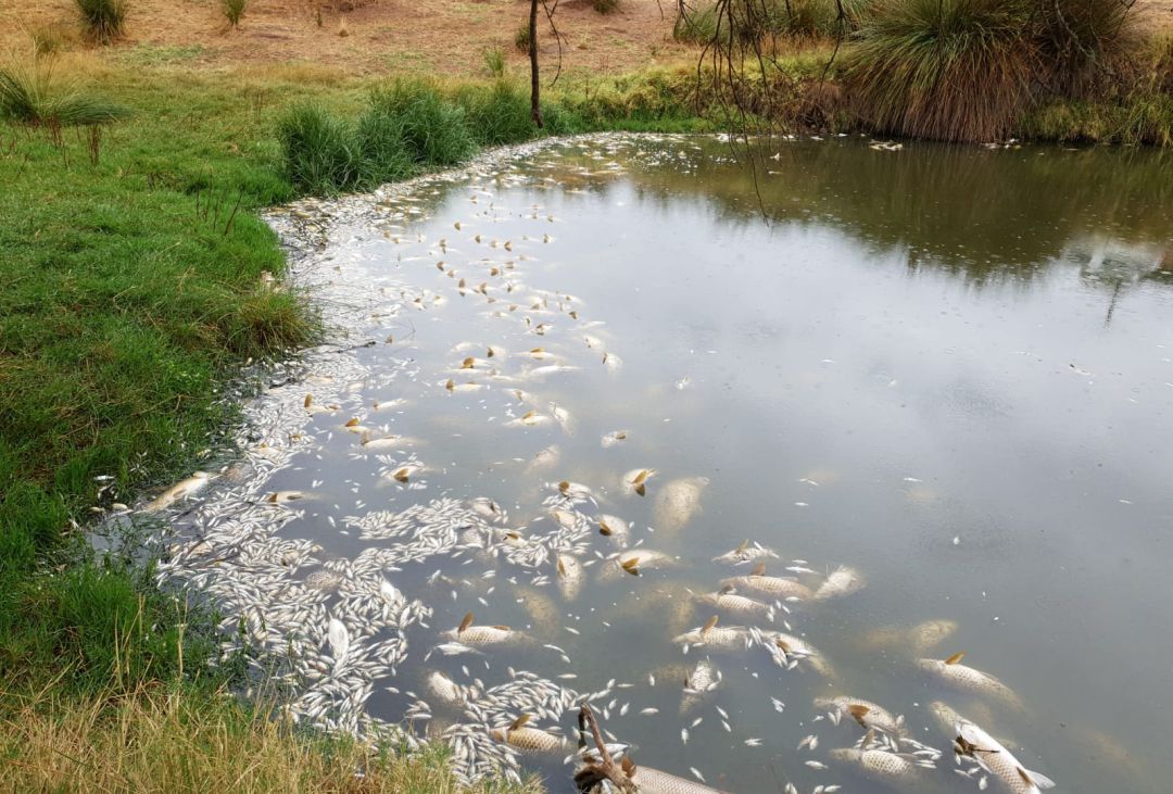 Un vertido posible causa de la mortandad de peces en el Bullaque Un vertido posible causa de la mortandad de peces en el Bullaque