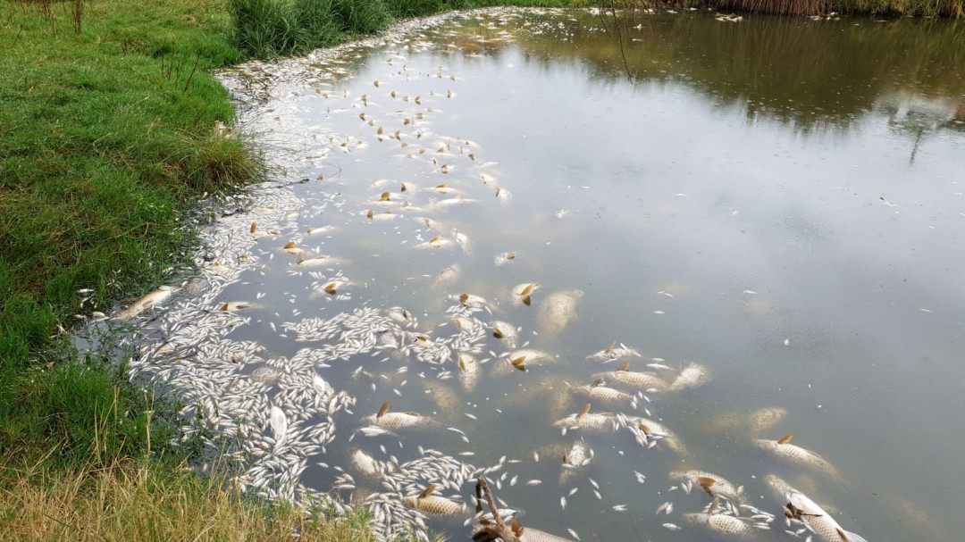 Un vertido posible causa de la mortandad de peces en el Bullaque