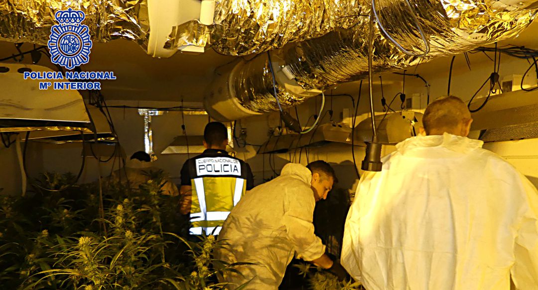 Desmantelado un cultivo de 804 plantas de marihuana en Nambroca Desmantelado un cultivo de 804 plantas de marihuana en Nambroca