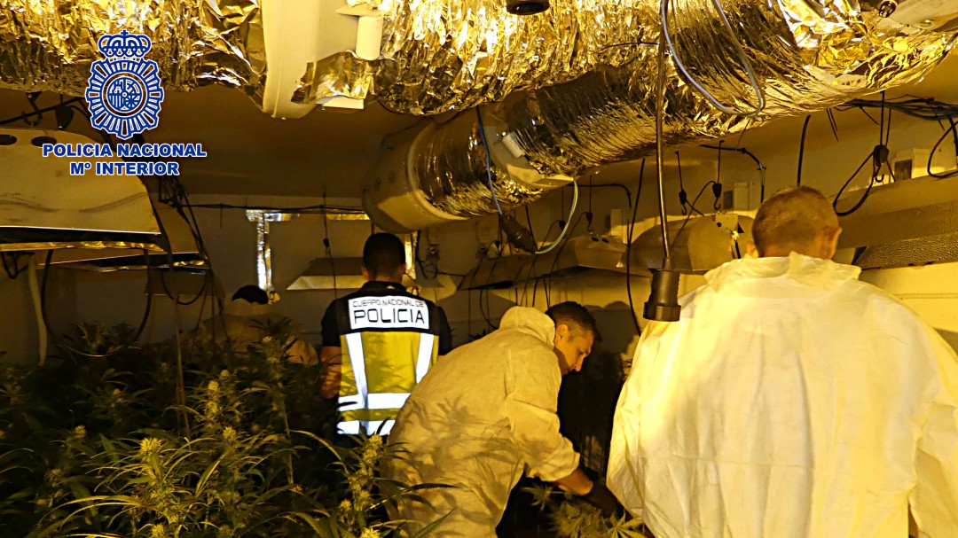 Desmantelado un cultivo de 804 plantas de marihuana en Nambroca