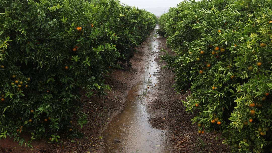 La gota fría beneficia al sector agrícola y ganadero de la provincia