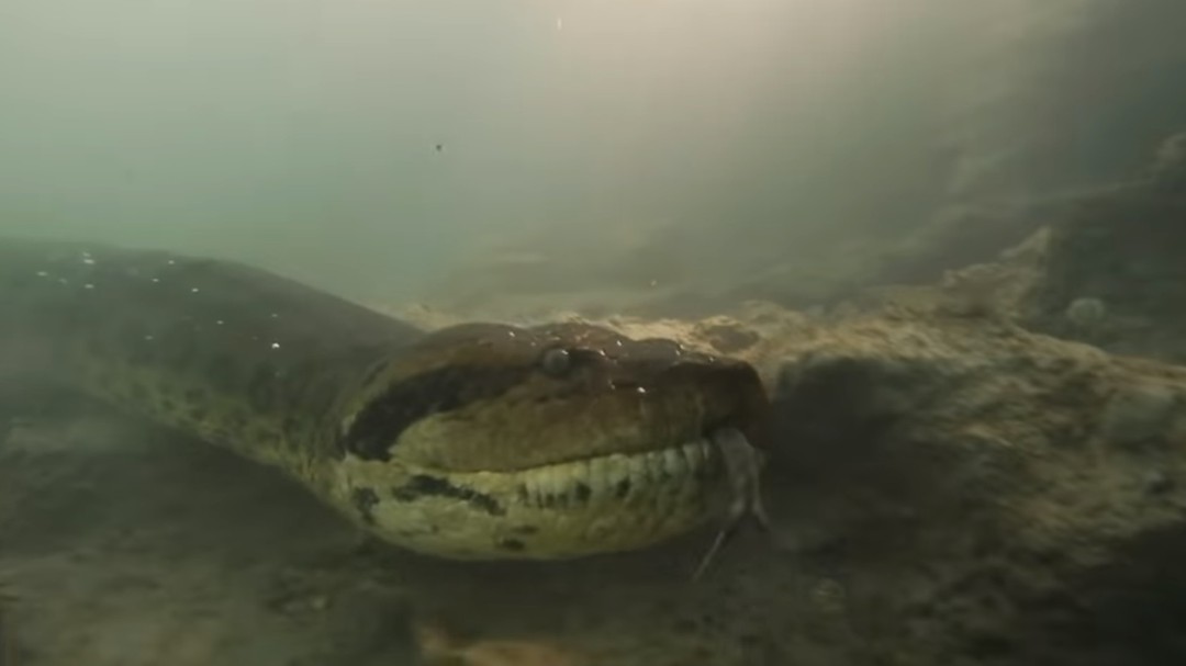 Dos buzos encuentran una anaconda de siete metros cuando nadaban por el fondo de un río