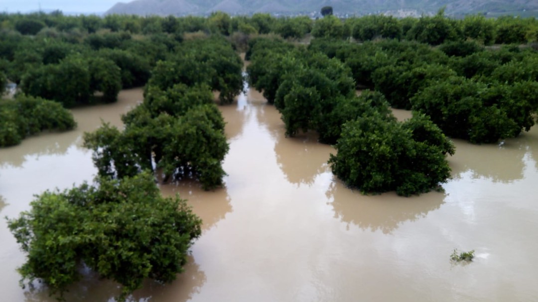 El campo alicantino "en shock", con 200 millones de euros en pérdidas iniciales