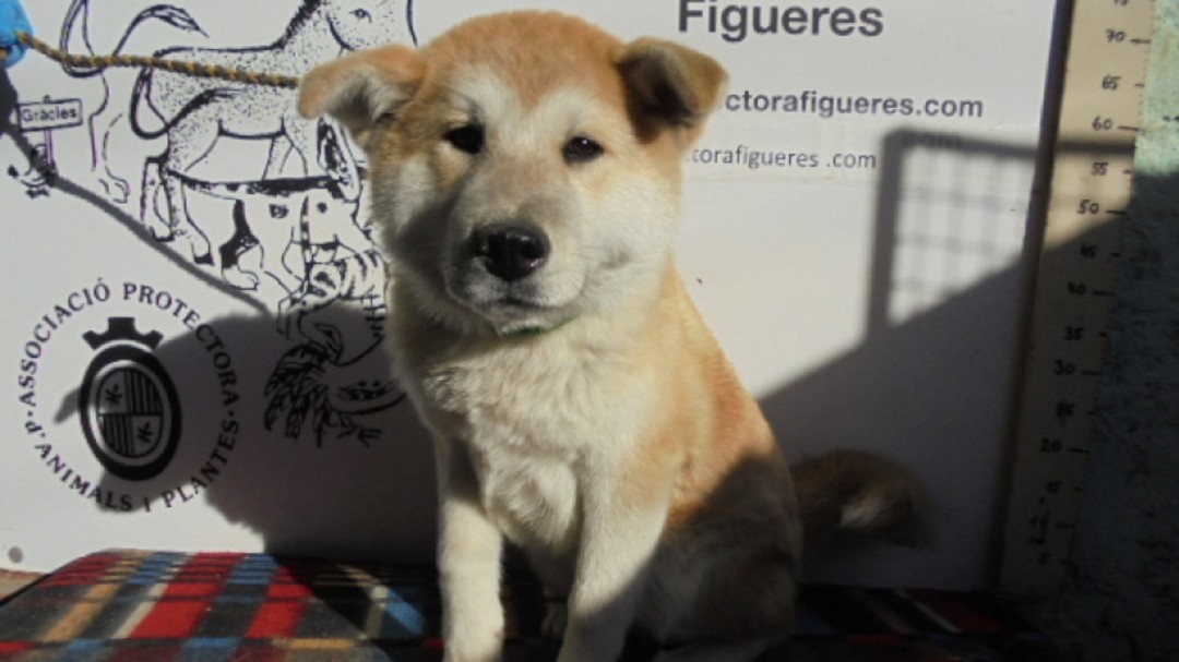 4 de cada 10 animals s'abandonen a l'estiu