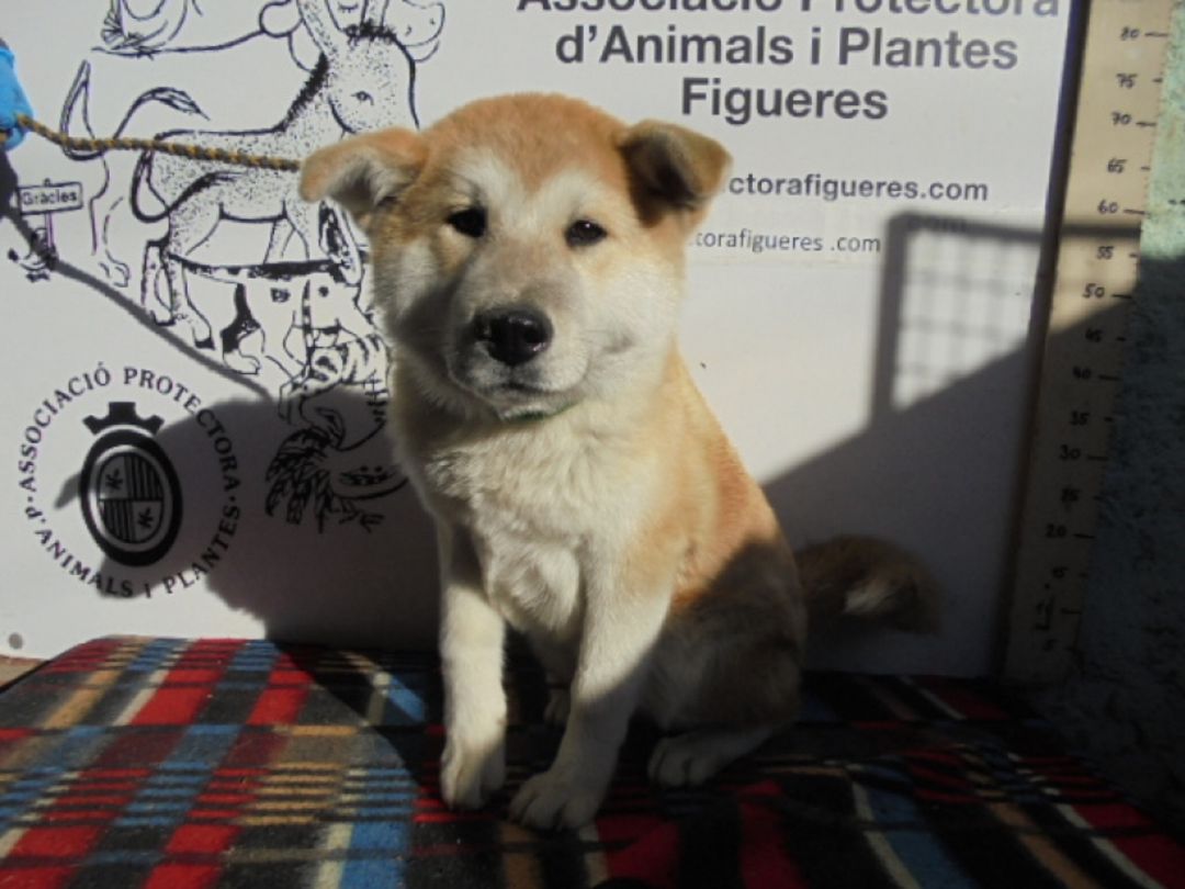 4 de cada 10 animals s'abandonen a l'estiu 4 de cada 10 animals s'abandonen a l'estiu