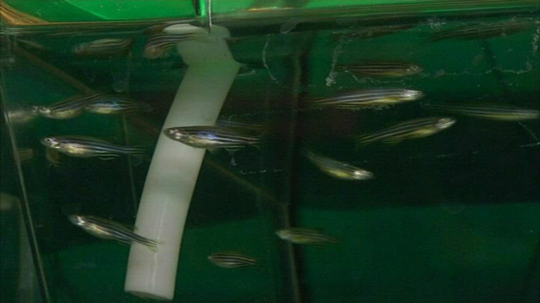 Peces Cebra Peces Cebra