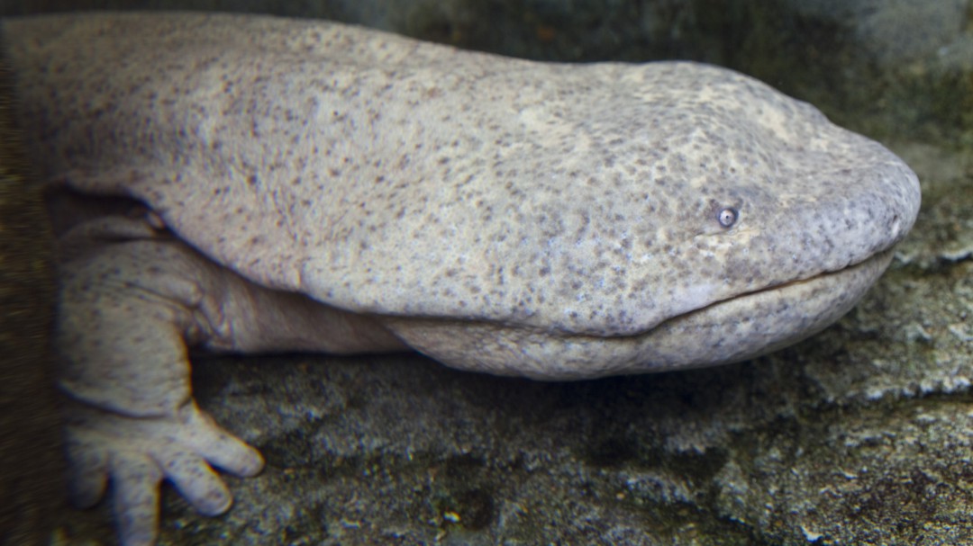 Así es el anfibio más grande del mundo: una salamandra gigante de dos metros