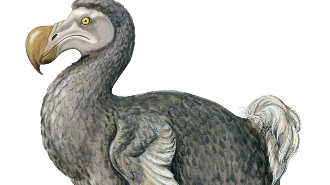 La difícil relación entre el hombre y el dodo