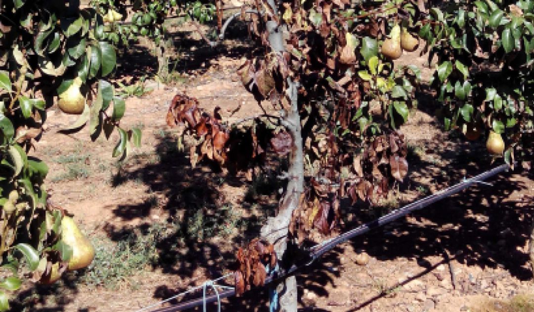 Fuego bacteriano en frutales Fuego bacteriano en frutales