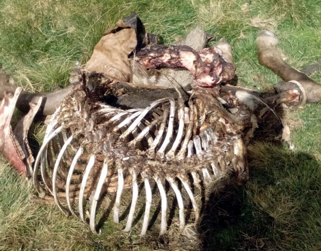 Tercer atac de l'ós Cachou a un equí a l'Aran en només sis dies: Tercer atac de l'ós Cachou a un equí a l'Aran en només sis dies Tercer atac de l'ós Cachou a un equí a l'Aran en només sis dies: Tercer atac de l'ós Cachou a un equí a l'Aran en només sis dies