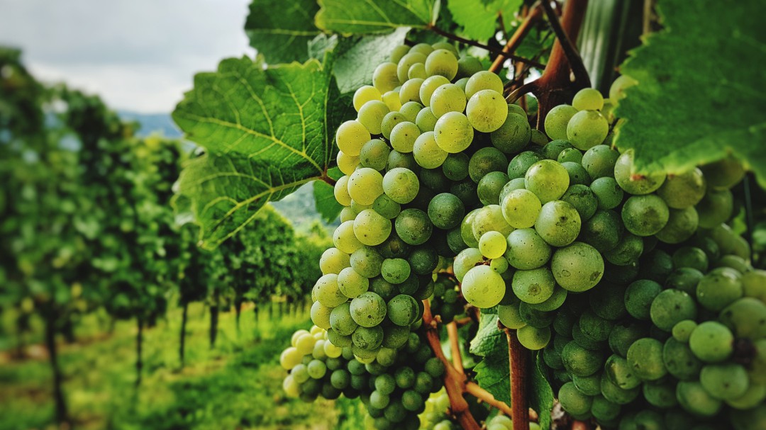 La lluvia, aliada del vino en agosto y enemiga de la uva embolsada en septiembre