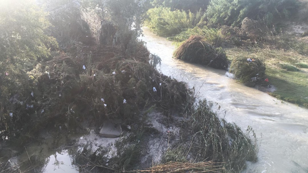 Jorge Sánchez (ANSE): "El bosque de ribera ha servido para frenar la fuerza del agua"