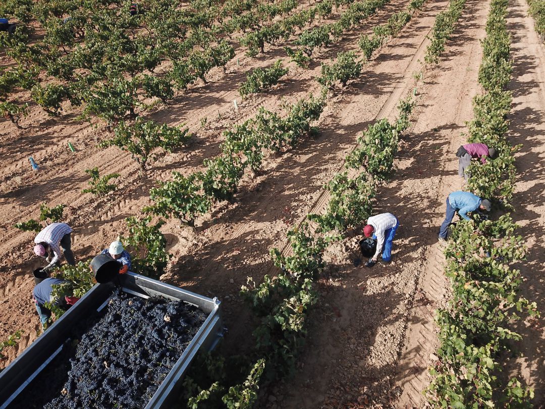 Trabajos de vendimia en la RIbera del Duero Trabajos de vendimia en la RIbera del Duero